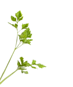 Leaves Left